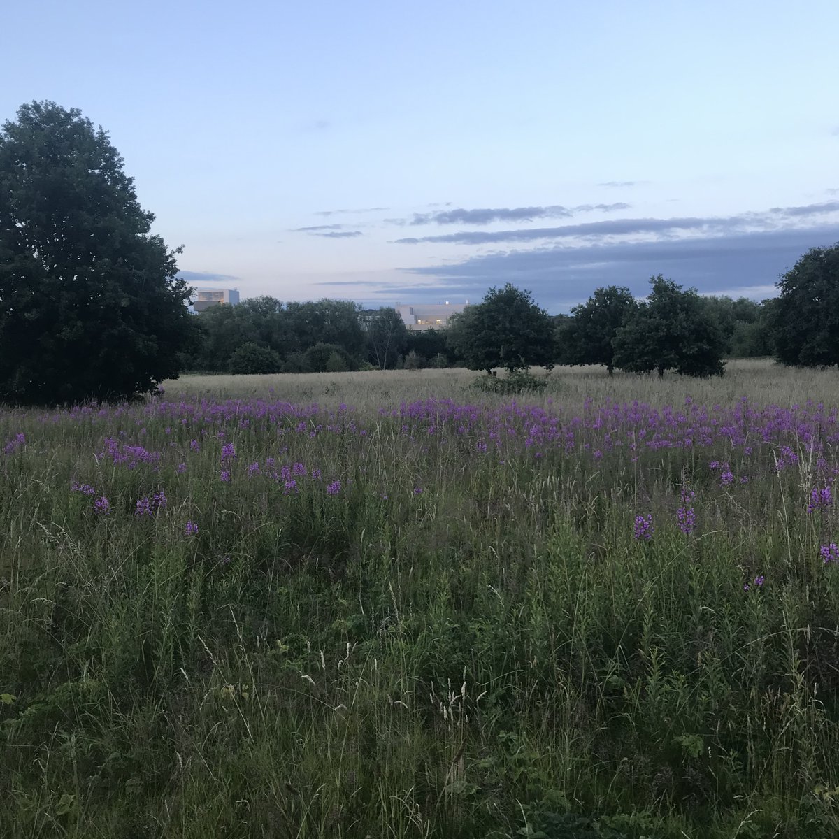 Happy #NationalMeadowsDay - We are very fortunate to have #WarnefordMeadow in our #EastOxford #community (a reminder of why we must fight to preserve #Oxford's remaining #meadows for #future #generations)