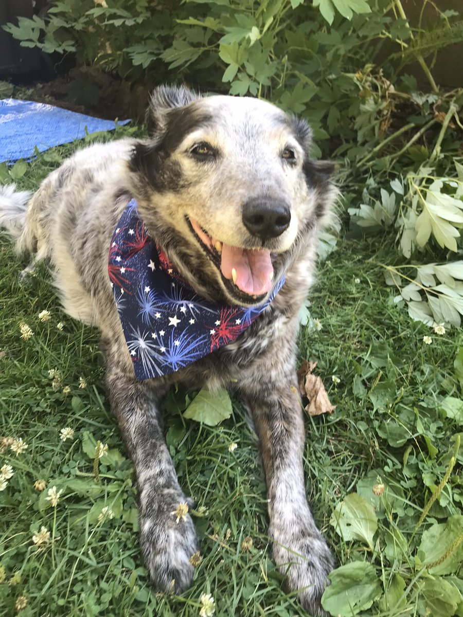 Milo Boy ๐๐พโฅ๏ธ (@milocattledog) on Twitter photo Happy Independence Day!!!! Iโm not scared of fireworks because I have my slip on bandana from <a href="/CharliePawsUp/">Charlie Boo ๐๐ถ</a> !!!! Love to everyone! Let freedom ring! #america #july4 #dogsoftwitter #4thofjuly #imnotscaredoffireworks #redwhiteandblue Happy Independence Day!!!! Iโm not scared of fireworks because I have my slip on bandana from <a href="/CharliePawsUp/">Charlie Boo ๐๐ถ</a> !!!! Love to everyone! Let freedom ring! #america #july4 #dogsoftwitter #4thofjuly #imnotscaredoffireworks #redwhiteandblue