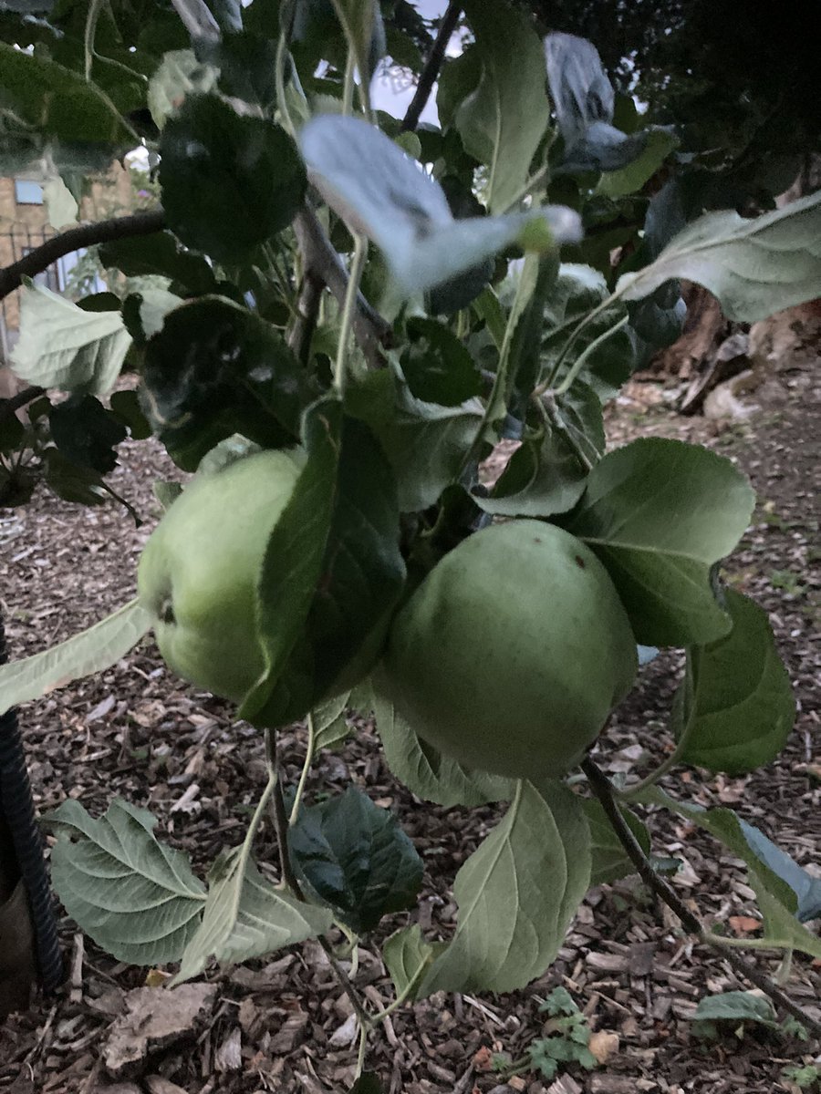 Apples on one of the trees we planted in the community garden