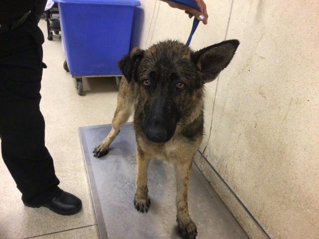 CutePetsRvrside's tweet photo. HEY! I am a female, 65.00 lbs, black and tan German Shepherd Dog. I am… https://t.co/ErjI9bst1M https://t.co/uJQCeN1y3Z