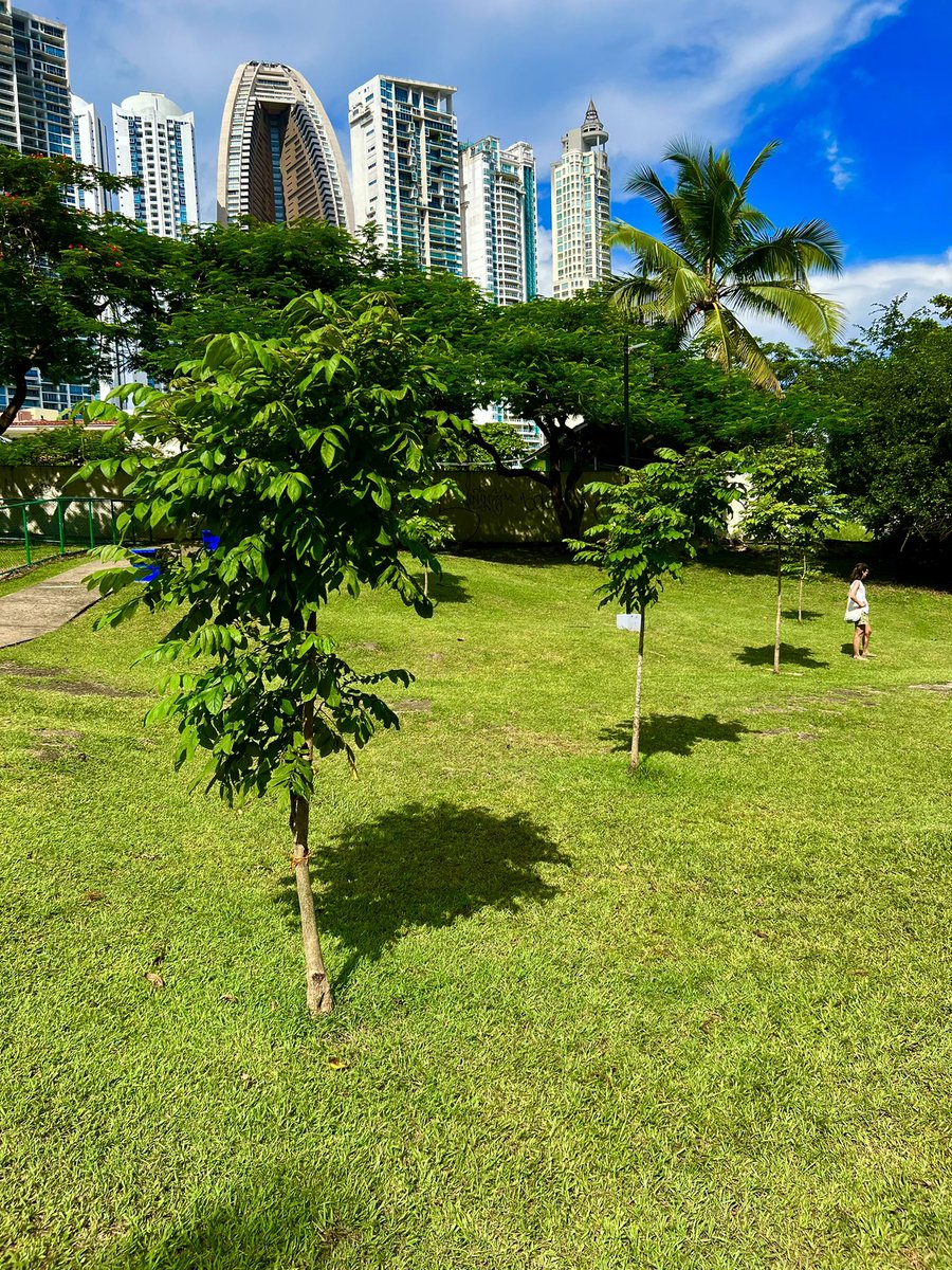 salvadoraviad's tweet photo. Ya nos regalan sus sombra a tan solo unos meses de ser sembrados en el parque de Paitilla por voluntarios del proyecto  siembra tu árbol 🌳 
#moviendovidas https://t.co/29TBIuMigz