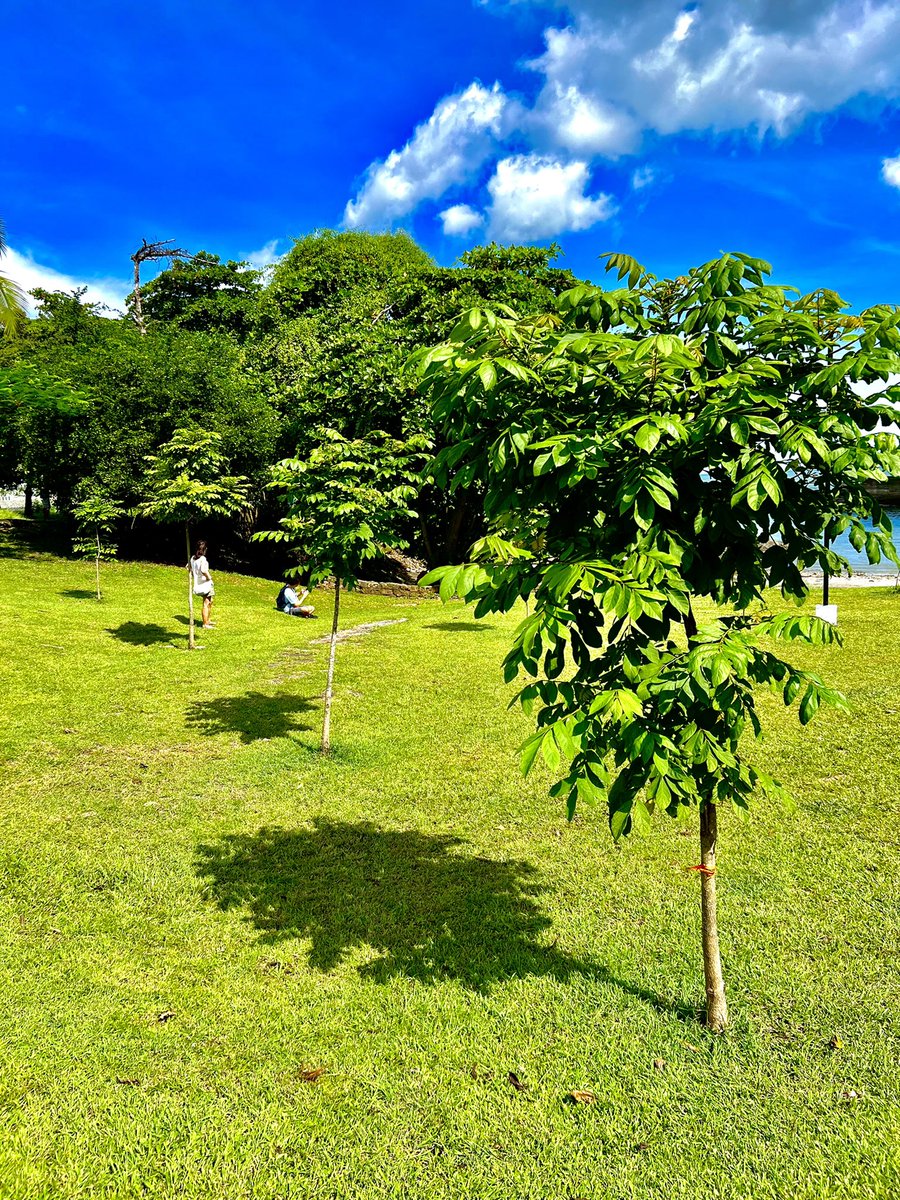 salvadoraviad's tweet photo. Ya nos regalan sus sombra a tan solo unos meses de ser sembrados en el parque de Paitilla por voluntarios del proyecto  siembra tu árbol 🌳 
#moviendovidas https://t.co/29TBIuMigz