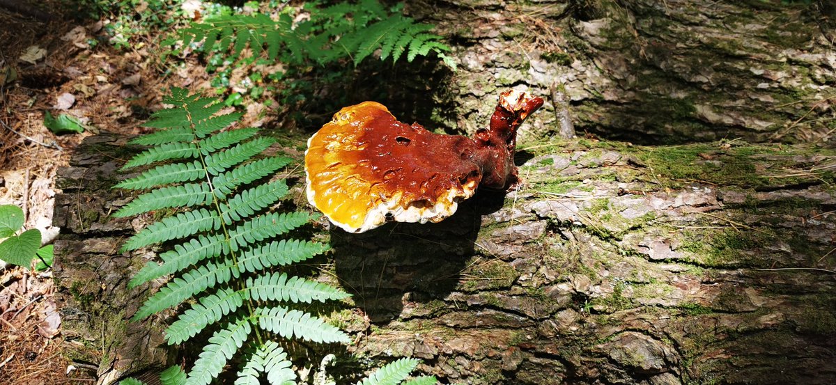 Julio Javier Díez Casero (@diez_casero) on Twitter photo Having been born in Europe, where there is no longer one hectare of natural forest, except Białowieża {Poland}, and certain parts of Russia, the possibility of walking in a Primary Forest represents a unique opportunity, a religious experience. Simply impressive!!
<a href="/IUFROdivision7/">IUFRO Division 7 Forest Health</a> Having been born in Europe, where there is no longer one hectare of natural forest, except Białowieża {Poland}, and certain parts of Russia, the possibility of walking in a Primary Forest represents a unique opportunity, a religious experience. Simply impressive!!
<a href="/IUFROdivision7/">IUFRO Division 7 Forest Health</a>