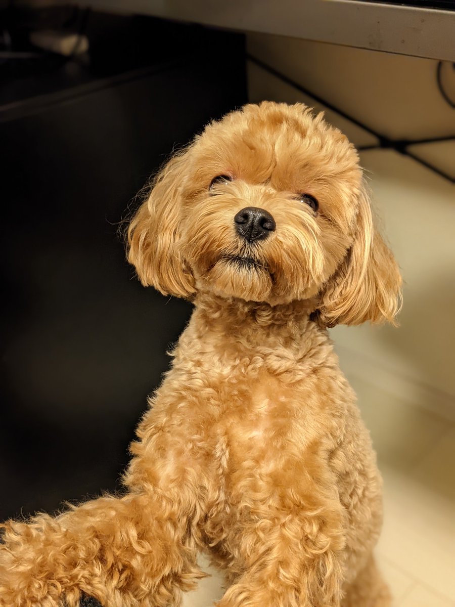 マルプー7ヶ月子犬のしつけが難しい トイレや留守番が成功しない 今週のペルル店長