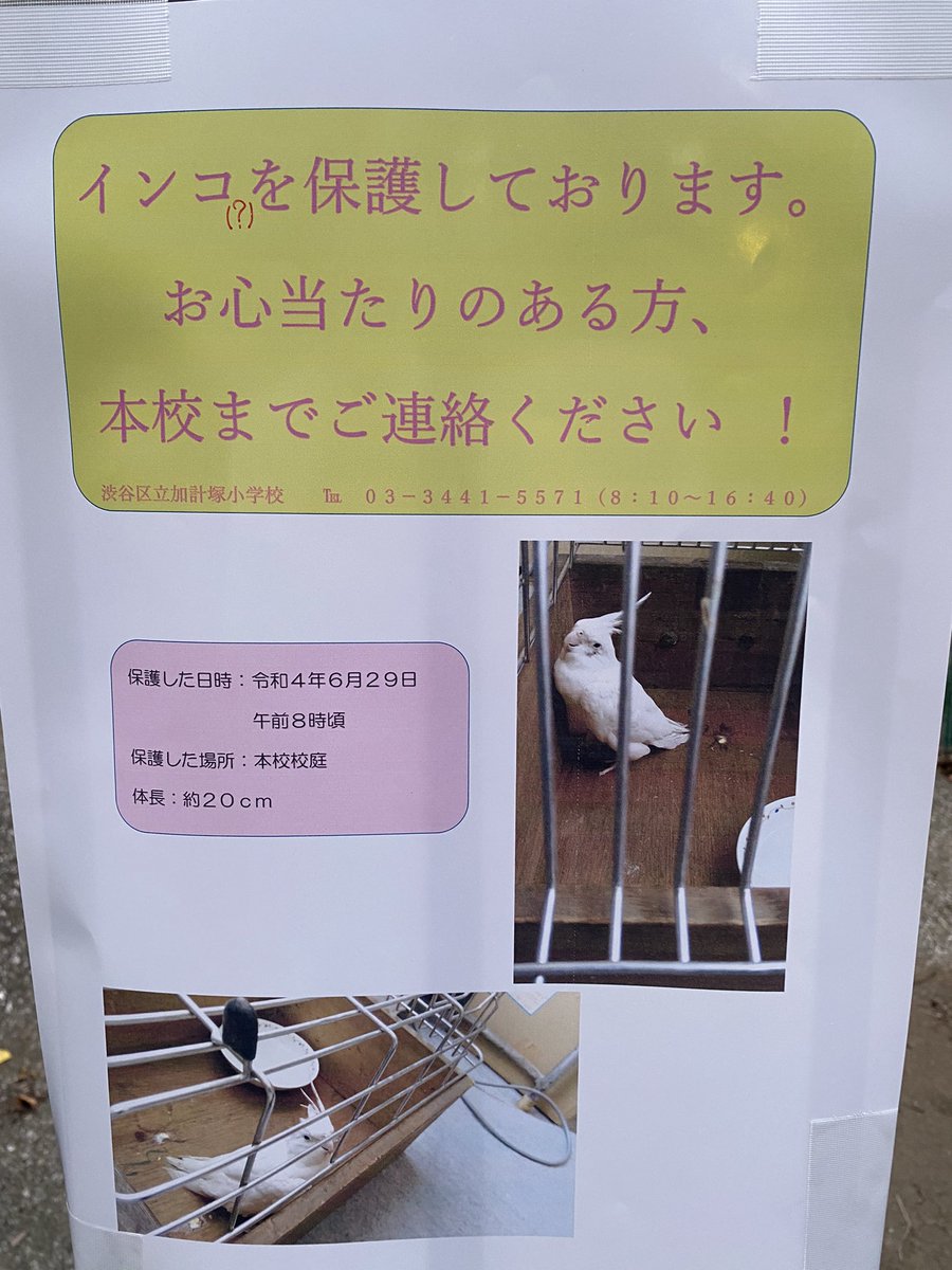 ebisushinbun's tweet photo. ((飼い主さん探しています))
恵比寿の加計塚小学校にオカメインコさんが保護されています。もしかして飼い主さんが探しているかもと思いお心当たりのある方は加計塚小学校にご連絡を。 https://t.co/MJmNZIyAE1