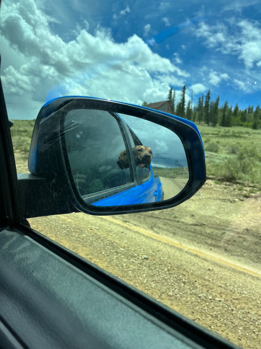 notthatwilsmith's tweet photo. Interrupting 5 years of no tweets with this image of our puppy who doesn’t like car rides reluctantly enjoying an open window. And with that guess I’ll see you in 5 years? #dogsofcolorado https://t.co/56Z2Bs4WfP