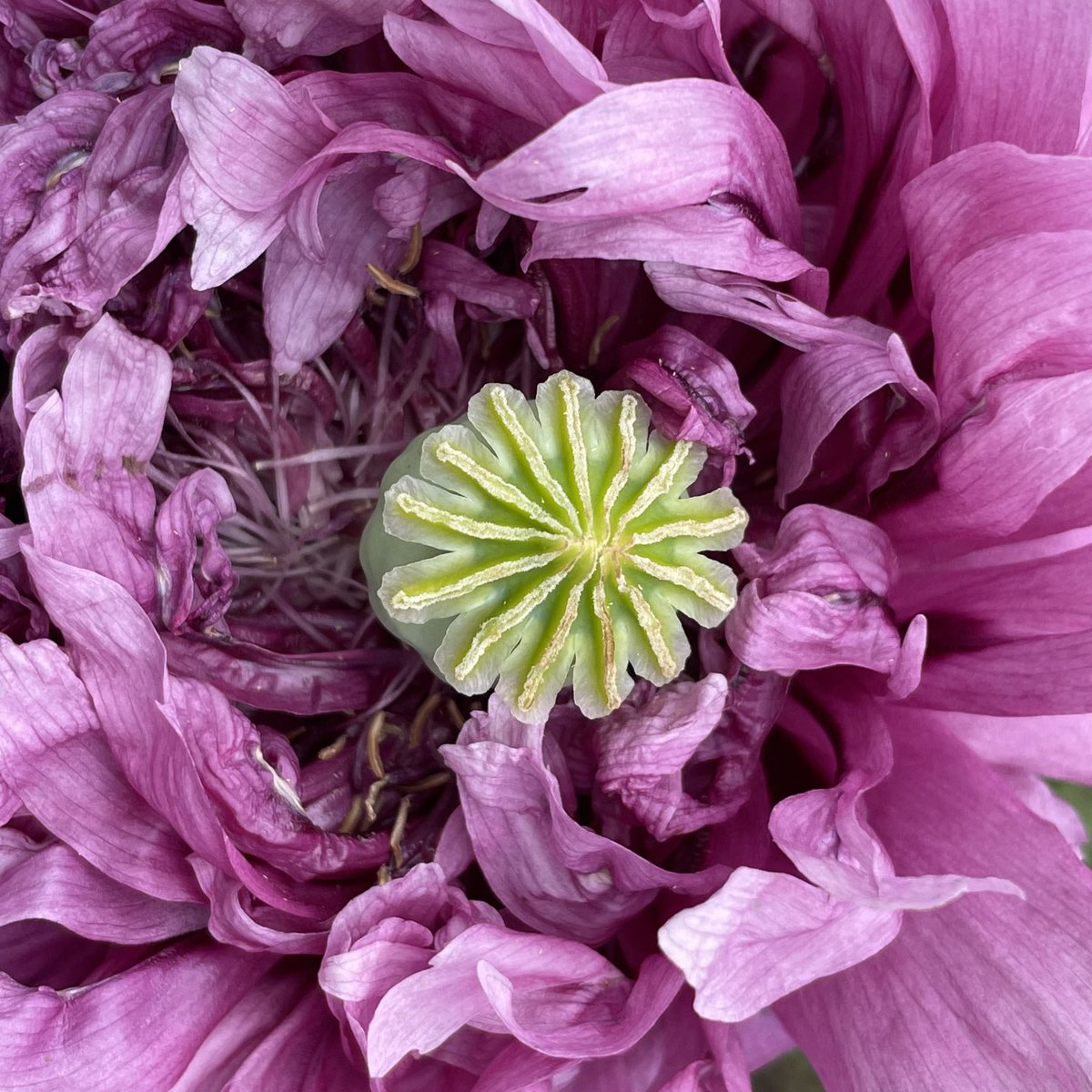 joannaofottawa's tweet photo. Poppy. Photo taken by the kid today on our walk. #poppies #teens #flowers #closelooking https://t.co/Bgyivs35Zc