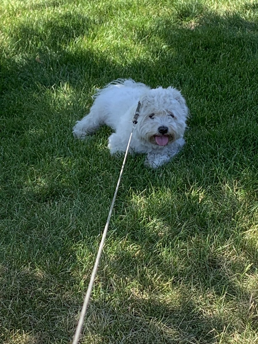 PekalaLaw's tweet photo. I havenโt been able to find Maverickโs red, white and blue bandana yet, but hoping it turns up tomorrow.
Pretty, across the lake from the city.
#Happy4thWeekend
#SundayFunday https://t.co/buCKWg89kw