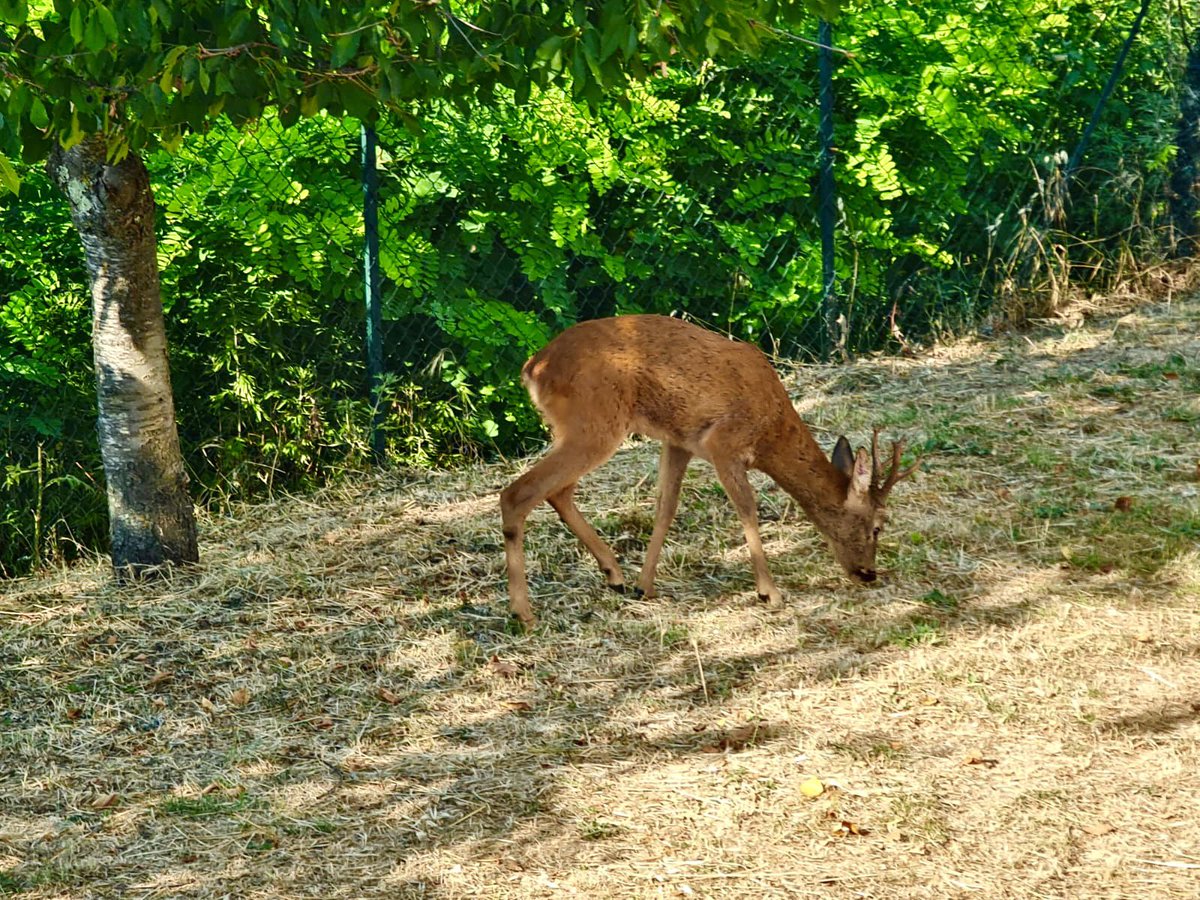 aiaggaia's tweet photo. Non negare 
un gesto gentile

a nessuno
mai

💜Foto mia oggi✨
dolce notte🦌💞 https://t.co/ufAk8Y7BM8
