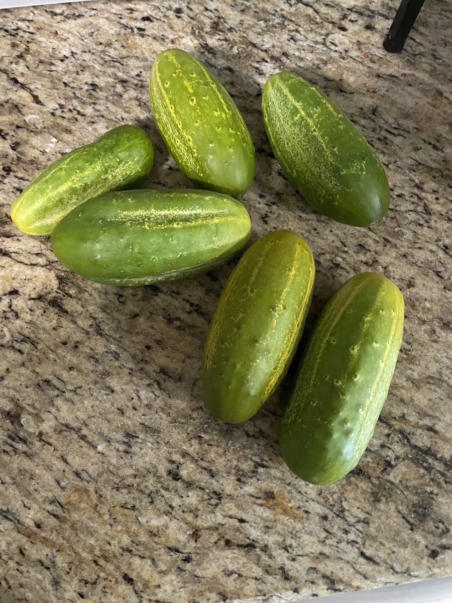 First picks of the season.  Soon to be pickles…