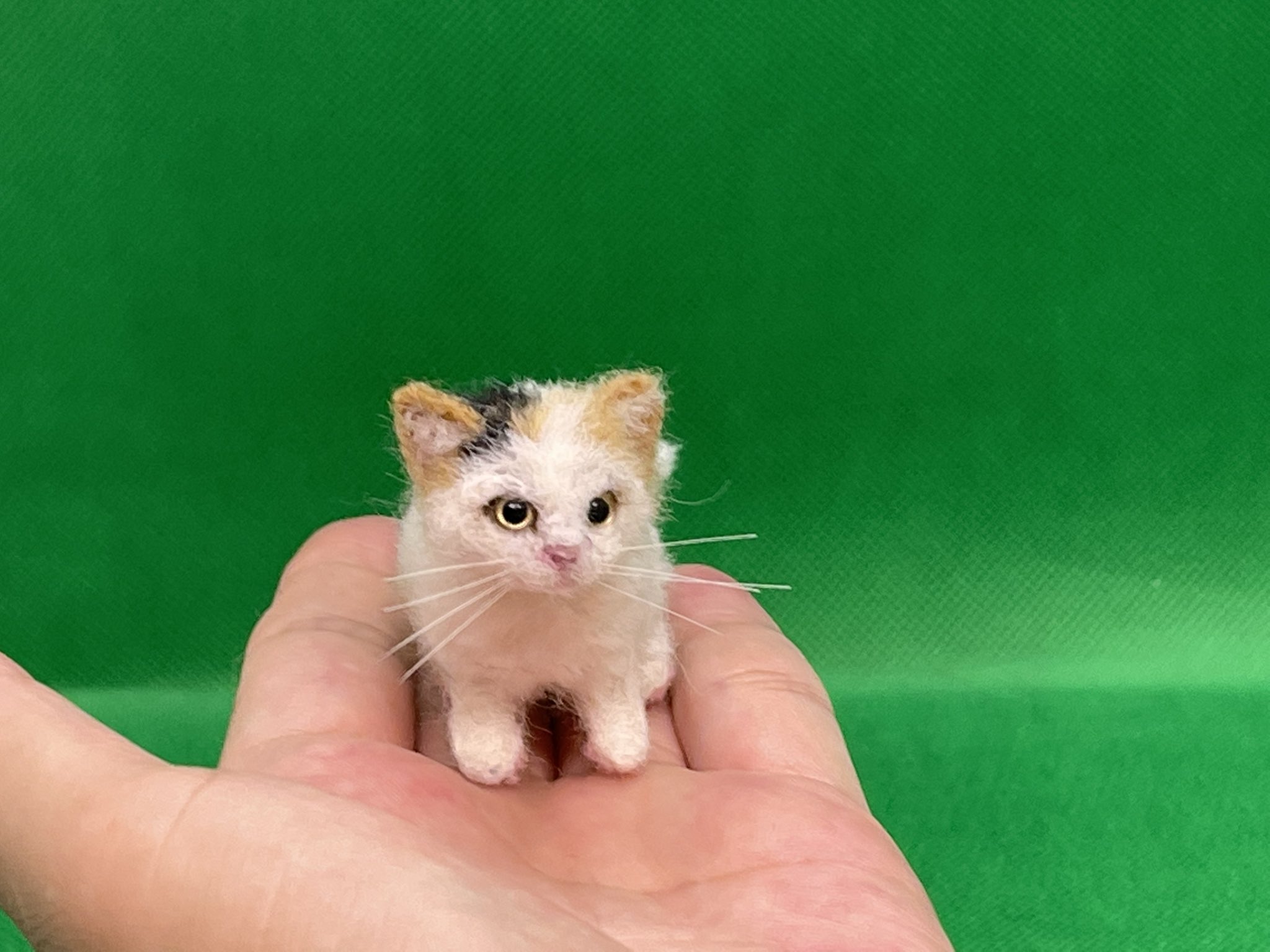 同梱不可 羊毛フェルト カゴ猫 Www Svom Eu