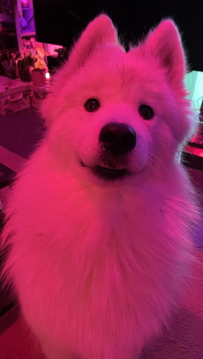 Les plus beaux du monde 
(Mettez des photos de vos animaux juste en dessous svp et leurs petits noms 👉👈)