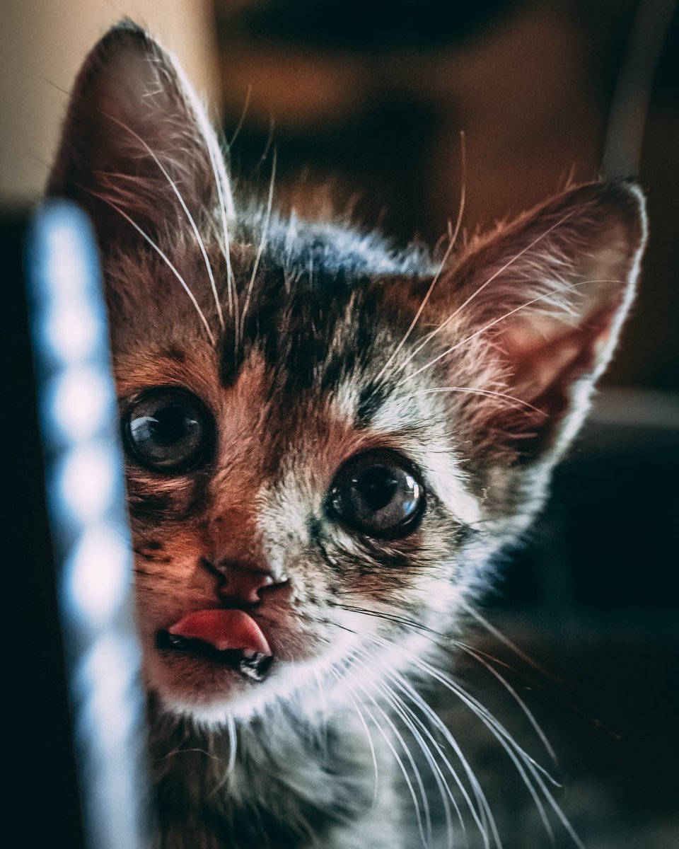 photonicsample's tweet photo. Feline Love 🐱
-
📍 #Porto, #Portugal
📷 #Canon #Sigma
🎨 #Lightroom #Photoshop
✉️ #PhotonicSample
-
#Travel #Photographer #Art #Photography #Videography #Baby #Cute #Cat #Feline #Meow https://t.co/DfkdRYn3FJ