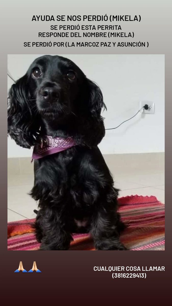 BMercadl's tweet photo. Holaa me podrian ayudar a compartir esto se perdió la perrita de mi novia porfavor nos ayudarían un montón 🙏🏻🙏🏻🙏🏻🙏🏻 https://t.co/xRGAMonnsD