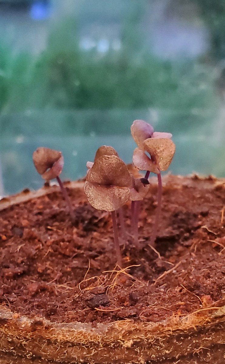 rosybillingham's tweet photo. Red basil windowsill #seedlings https://t.co/Ey7l3ukCm9