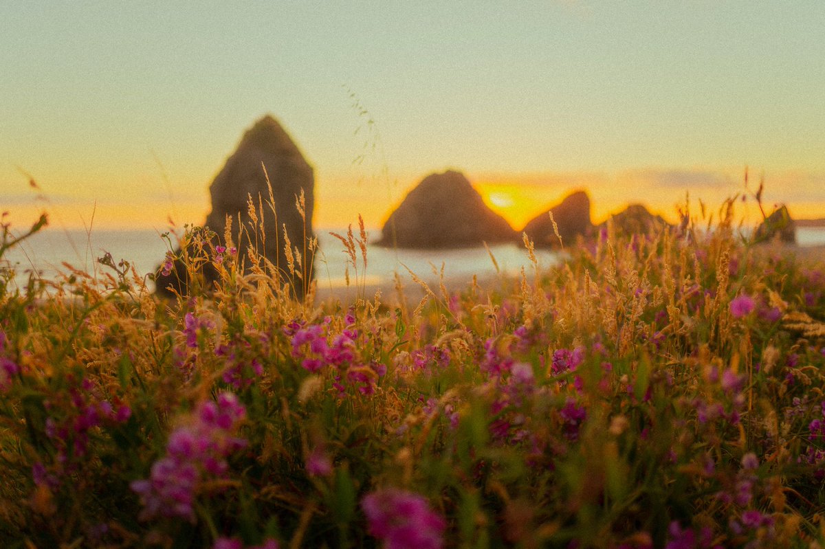 alexxhinson's tweet photo. the oregon coast, a series https://t.co/O1hjCjfSnK