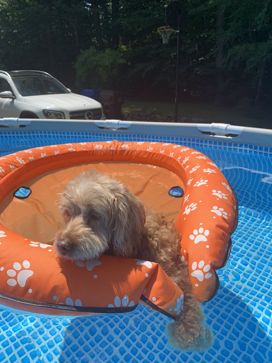 rebbainer's tweet image. Actual footage from my mom’s house… where the dog lives her best life floating around 💦🐶😂