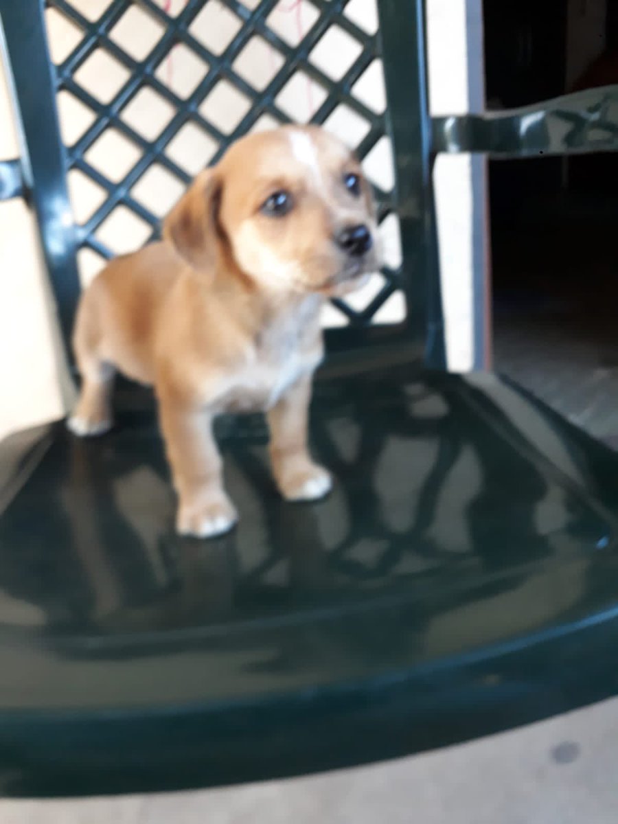 reyesdcamila's tweet photo. Estas bellas cachorritas buscan casita 🫶🏽 tienen casi dos meses, son súper amorosas, serán de tamaño mediano/chico 💯 contactar con Víctor +595 985 478364.
Porfa Rt para que lleguen a su futura familia 🙌🏽💪🏽 https://t.co/KAyghdeMeE