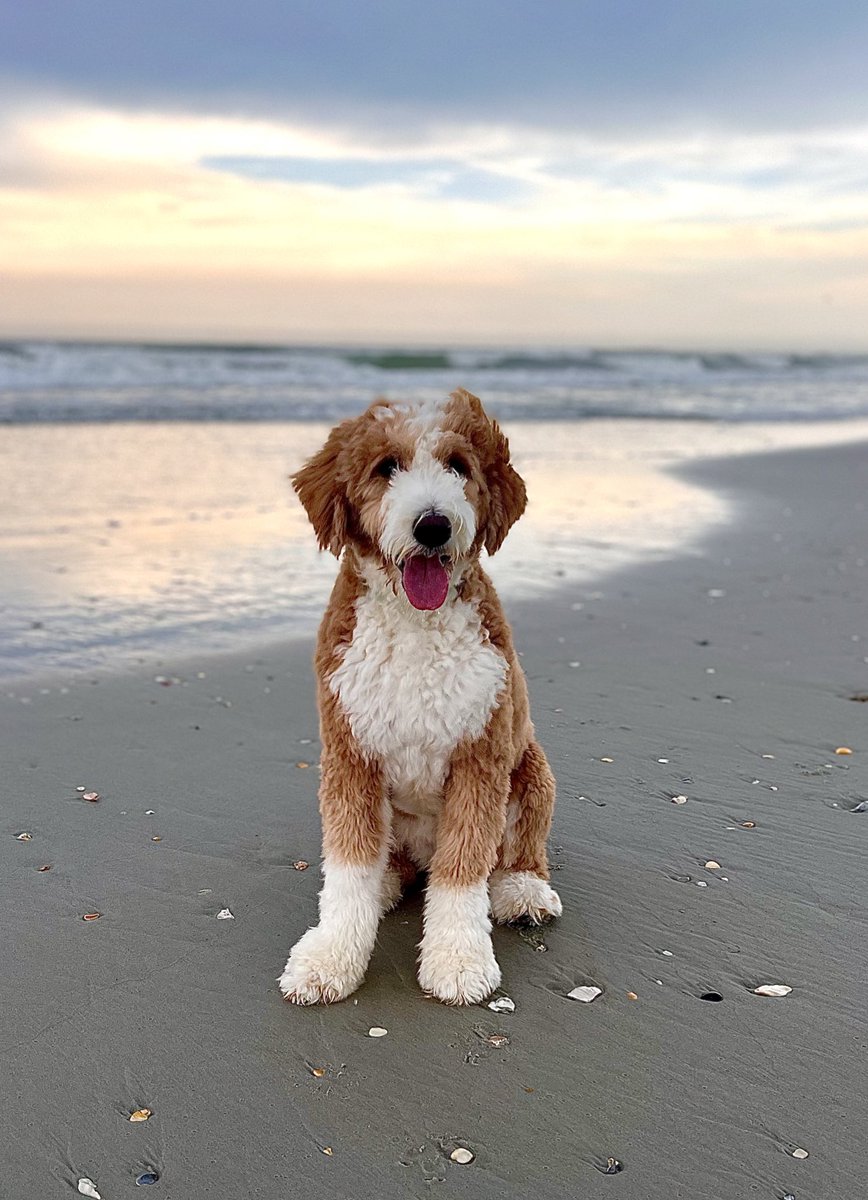 Who thinks I should write my next #pb with my #saltydog as the main character? Would you read it?! 

#amwriting #kidlit #amquerying #12x12pb #writingcommunity #doglover #islanddogs #islandgirls #bernedoodle