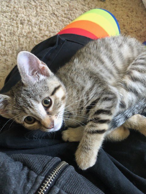 ThalesThinks's tweet photo. We took my oldest daughter to adopt a kitten yesterday from the Humane Society. This is Melina. She’s a 3 month old fuzzy ball of pure adorable energy. She’s ohana now. 😊 🥰 https://t.co/yddbvvGflV