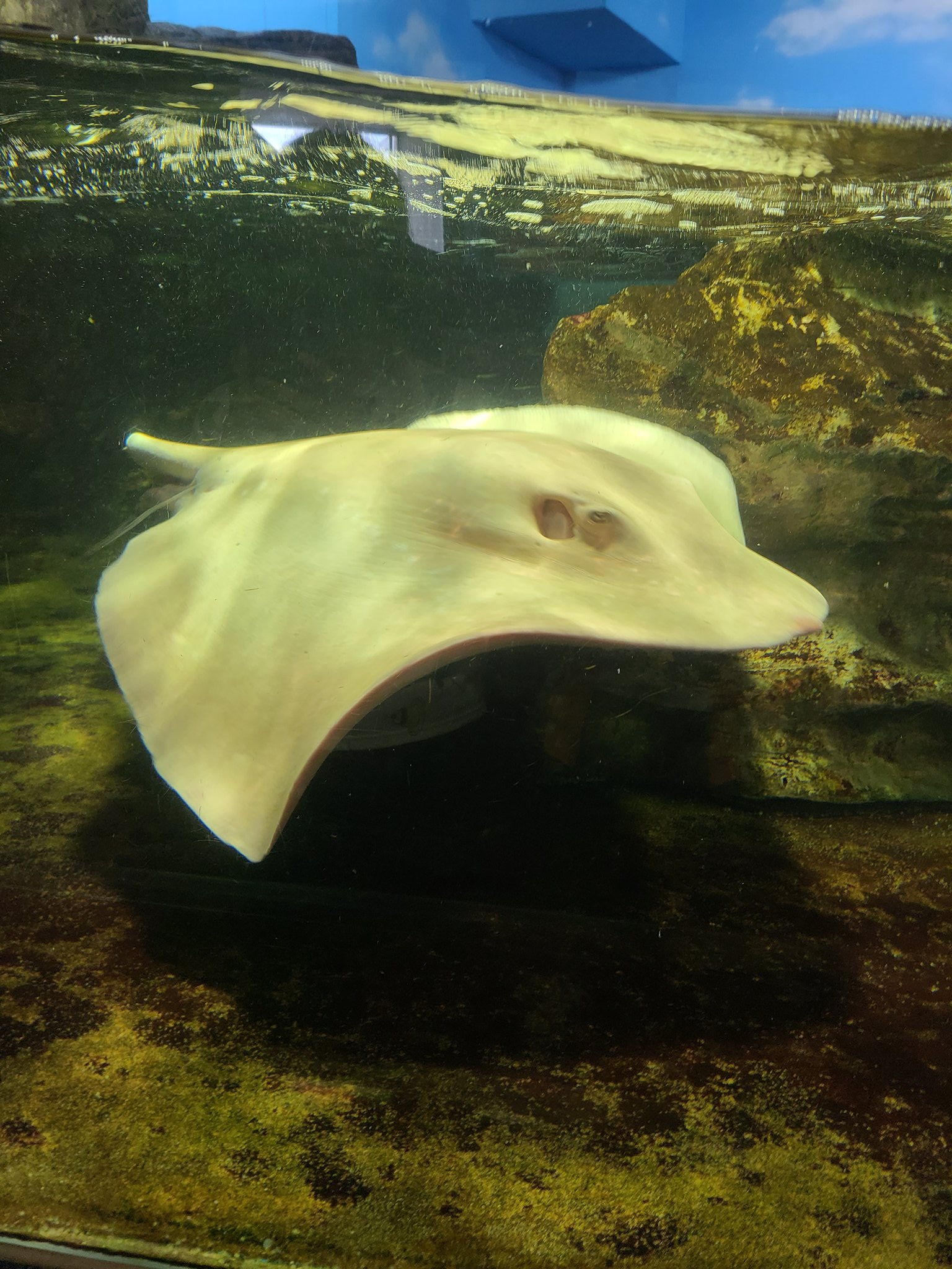 冬鬼 昨日は鴨川シーワールド行ってて楽しすぎたのでホームで電車待ってるの現実すぎていやです T Co 4n0bmxftoy Twitter