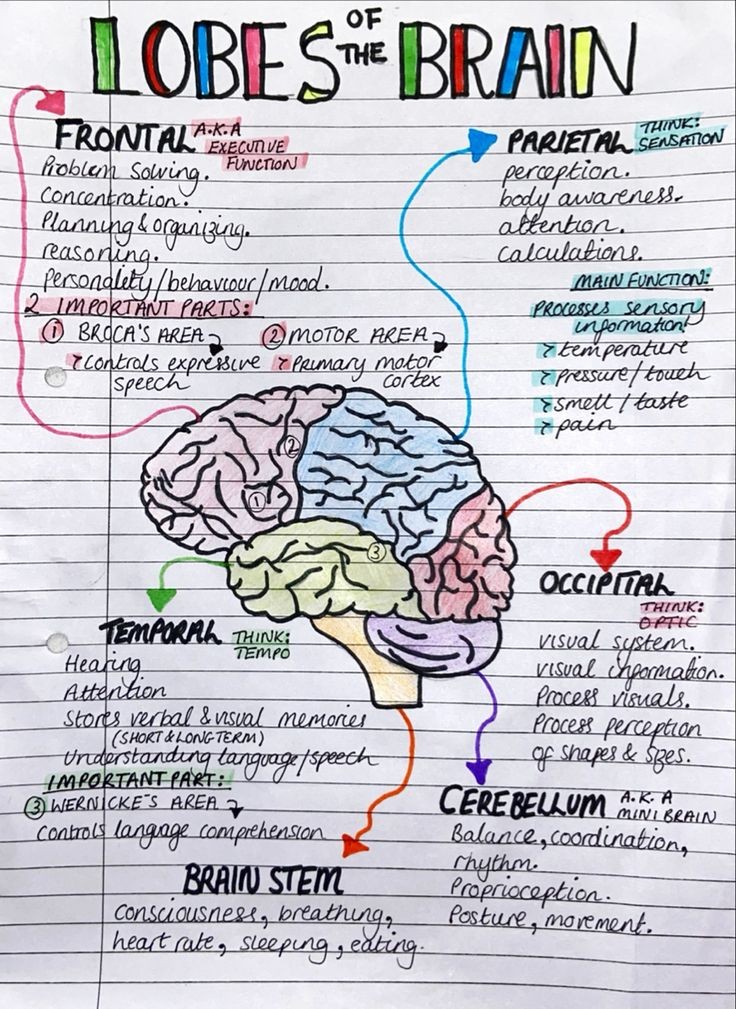 Dareen_Ali20's tweet photo. Our Brain🧠 https://t.co/LLsgvy4cVx