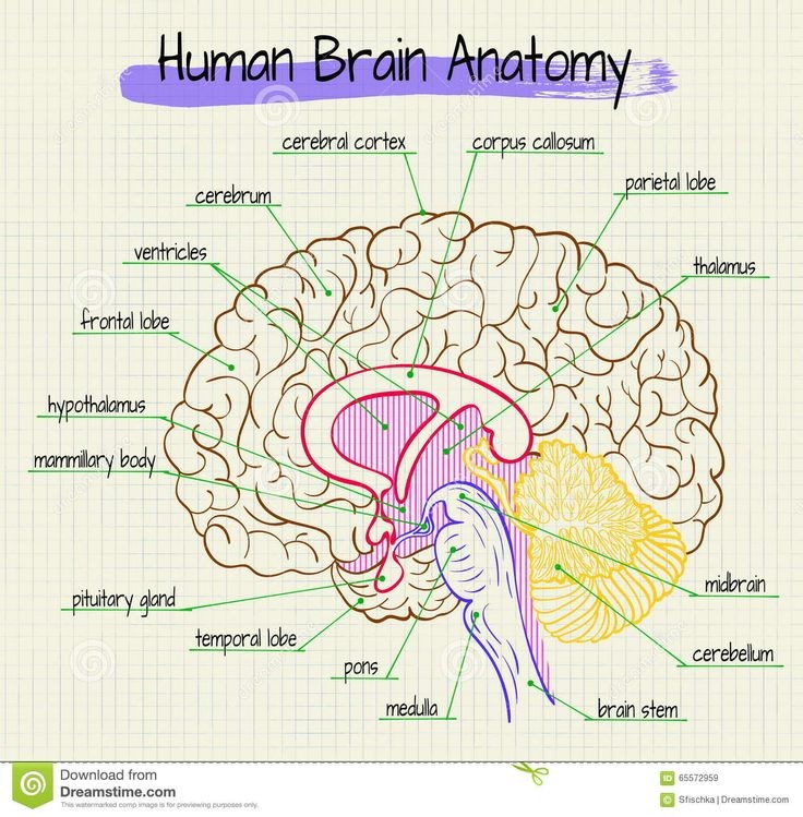 Dareen_Ali20's tweet photo. Our Brain🧠 https://t.co/LLsgvy4cVx