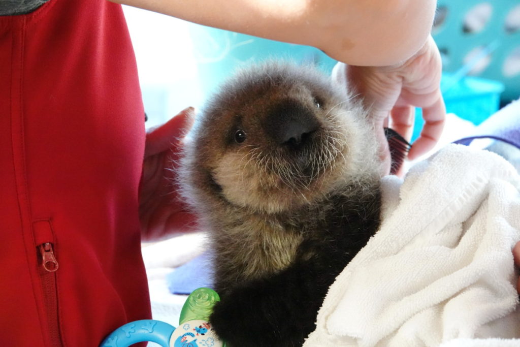 Happy rescueversary JoJo! Joey was rescued on this day two years ago ❤️ 🦦