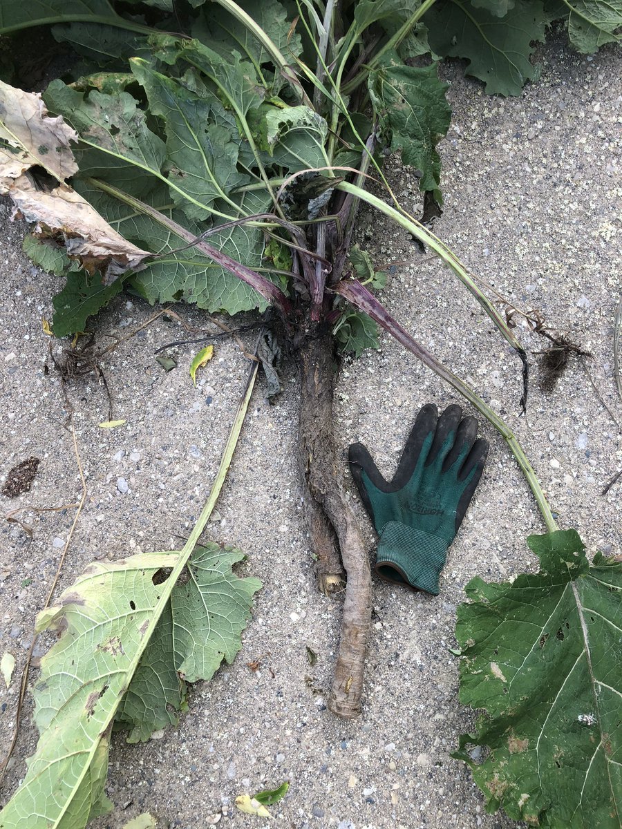 And people wonder why 0.7L glyphosate doesn’t kill burdock...