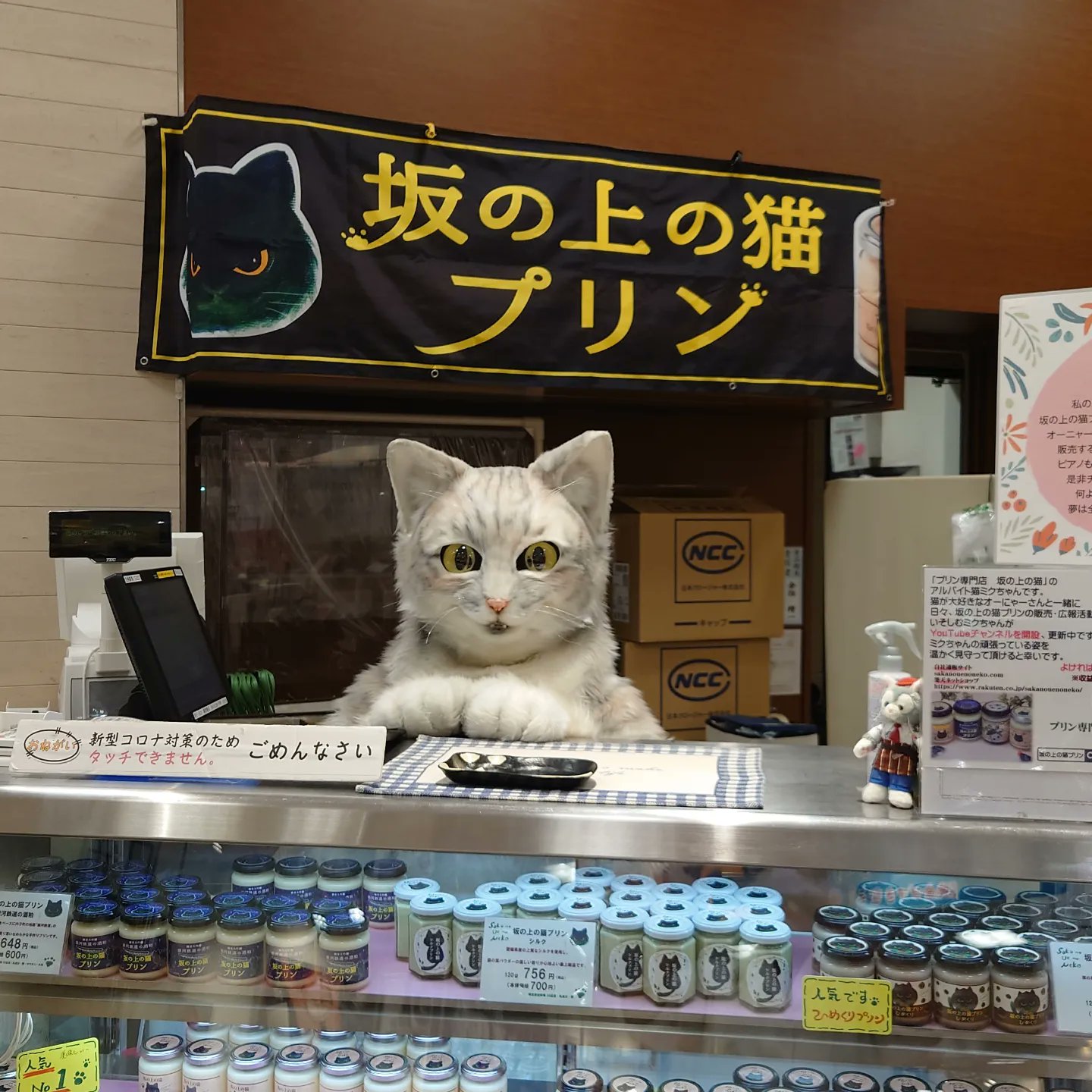 猫の『ぷりん』 neuroid.uprrp.edu