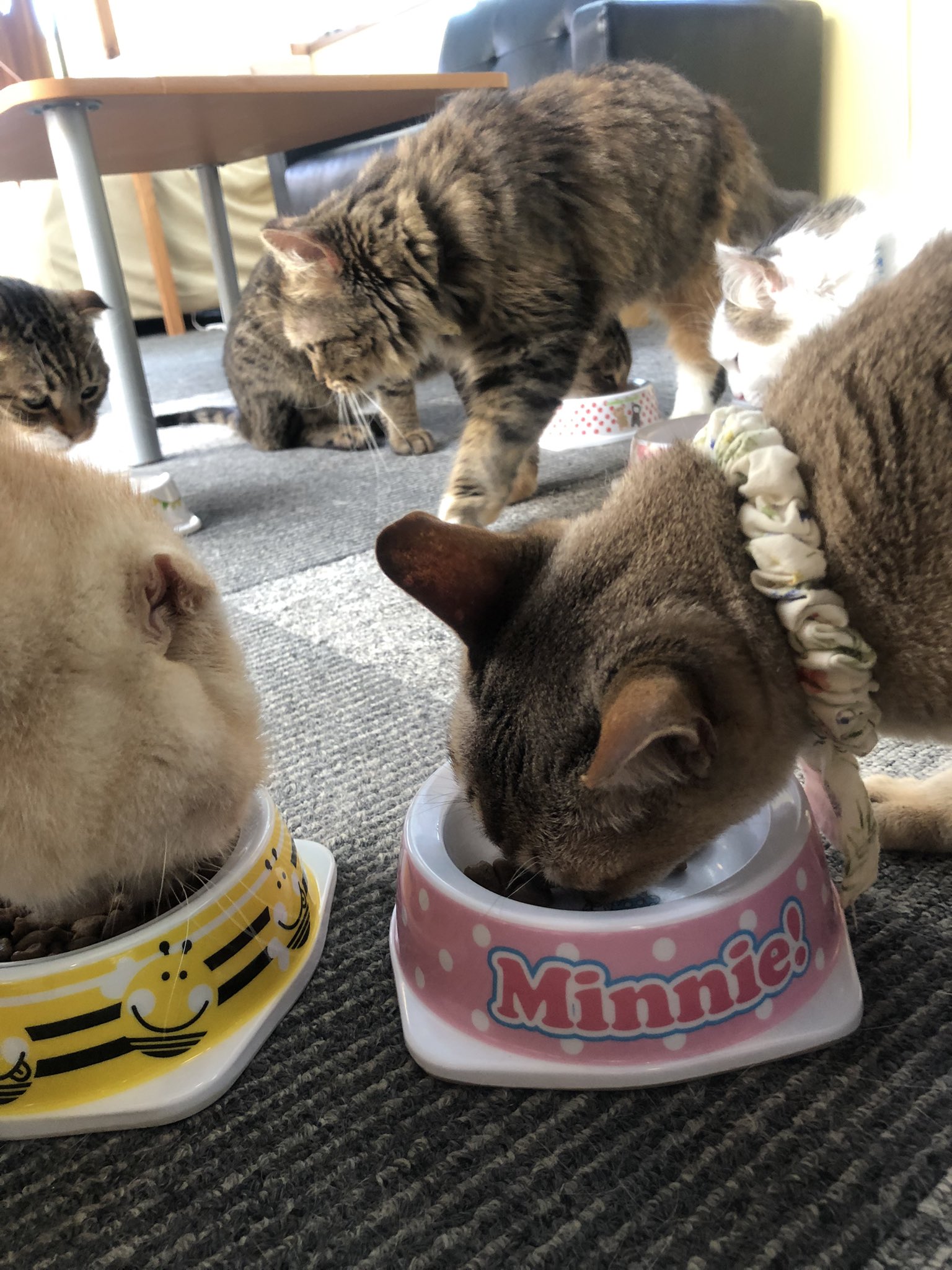 猫カフェ アミパ名取店 Amipa Neko1130 Twitter