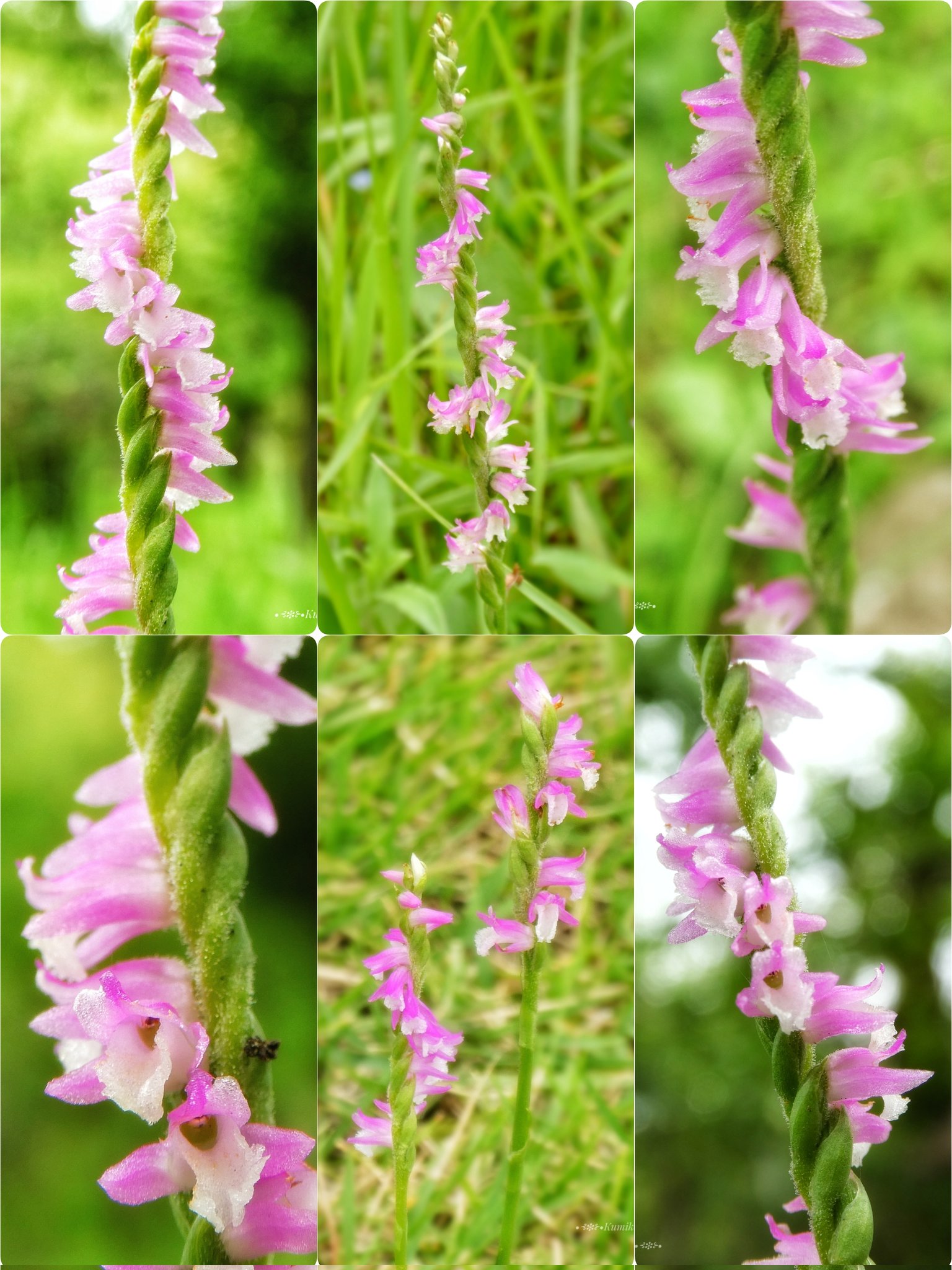 Bluepoppy Bluestar 7 4 月 誕生花 ネジバナ 花言葉 思慕 ネジバナの撮影は難しい 右巻き 左巻き 隣同士で右巻きと左巻き に出会えました 東京 捩花 Spiranthes Sinensis モジズリ 捩摺 ネジレバナ ネジリバナ