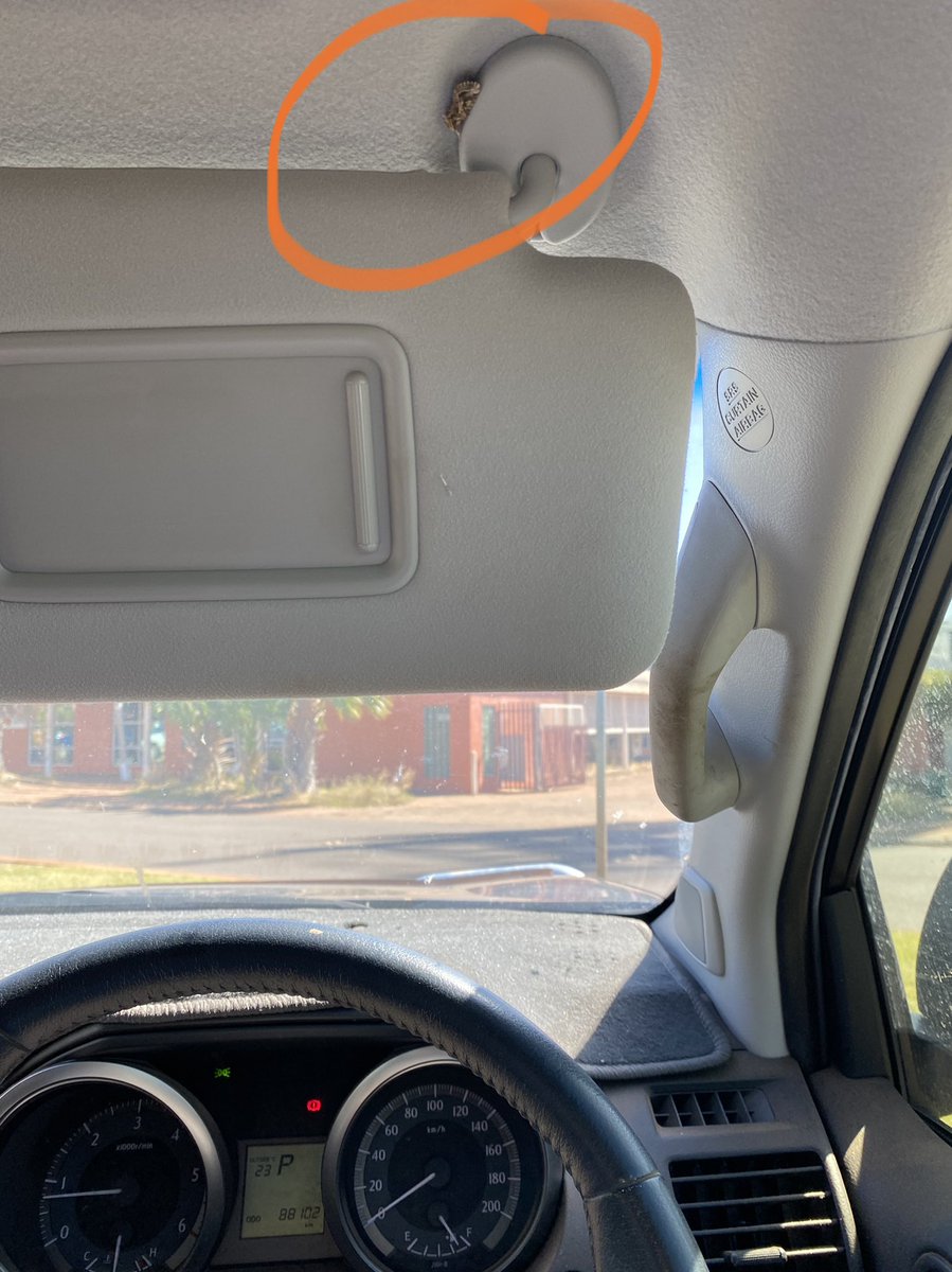 Tell tale sign that your car’s been carrying containers of Spodoptera litura larvae for the past few months - and you’ve had some escapees? Found this little guy getting a tour of Kununurra <a href="/CottonInfoAust/">CottonInfo</a> <a href="/CottonResearch/">CRDC</a> @DAFQld #lituraontour