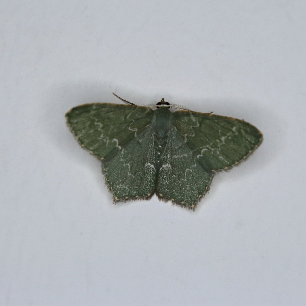 MondayMoth's tweet photo. Maxates sp. https://t.co/JM44nRfMcg