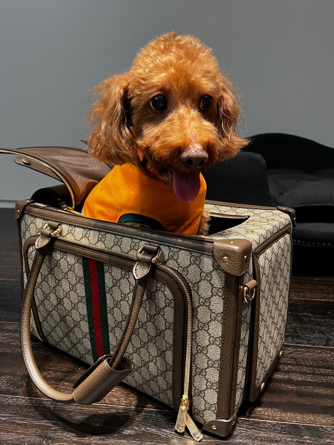 R𖣠VER DAY on X: Gucci now welcomes Monggu as the official pet