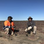 #NAIDOC2022 📸 a Far West Coast Aboriginal Corporation Ranger with one of our landscape officers, working together last week on saltmarsh revegetation. We value our collaboration with FWC rangers to care for country. More about First Nations partnerships ➡️https://t.co/hnhfT3WSTg 
