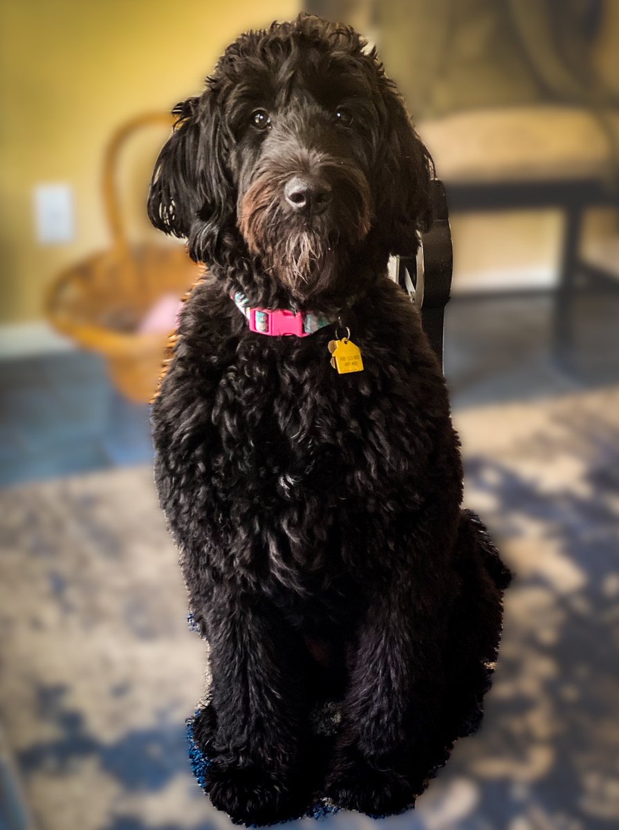 crimeshutterbug's tweet photo. Do I look like I’d eat two chicken drumsticks right out of the pot? #thingsdogssay #mydogdidntdoit #mydog #nonotme https://t.co/ff3TXAQ6Ev