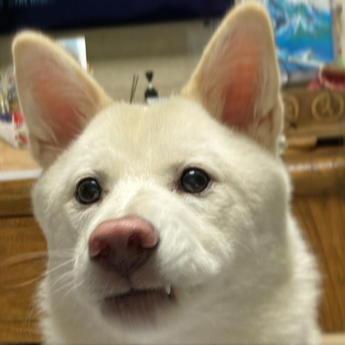 럭키한럭키 tweet media