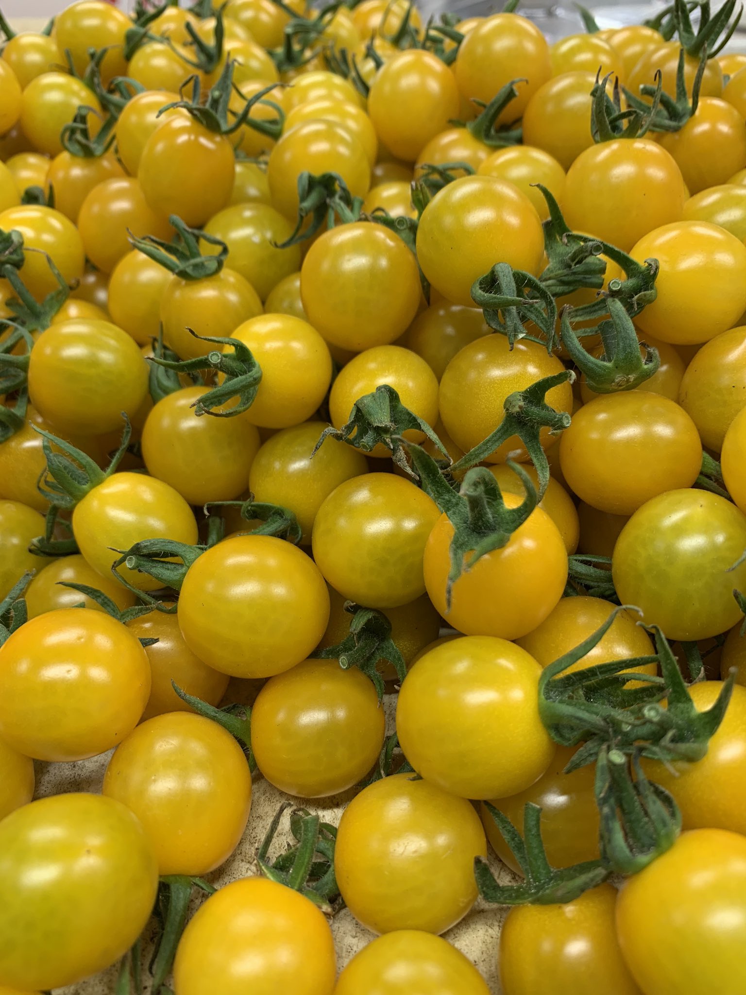 Pariparitomato Tomatoparipari Twitter