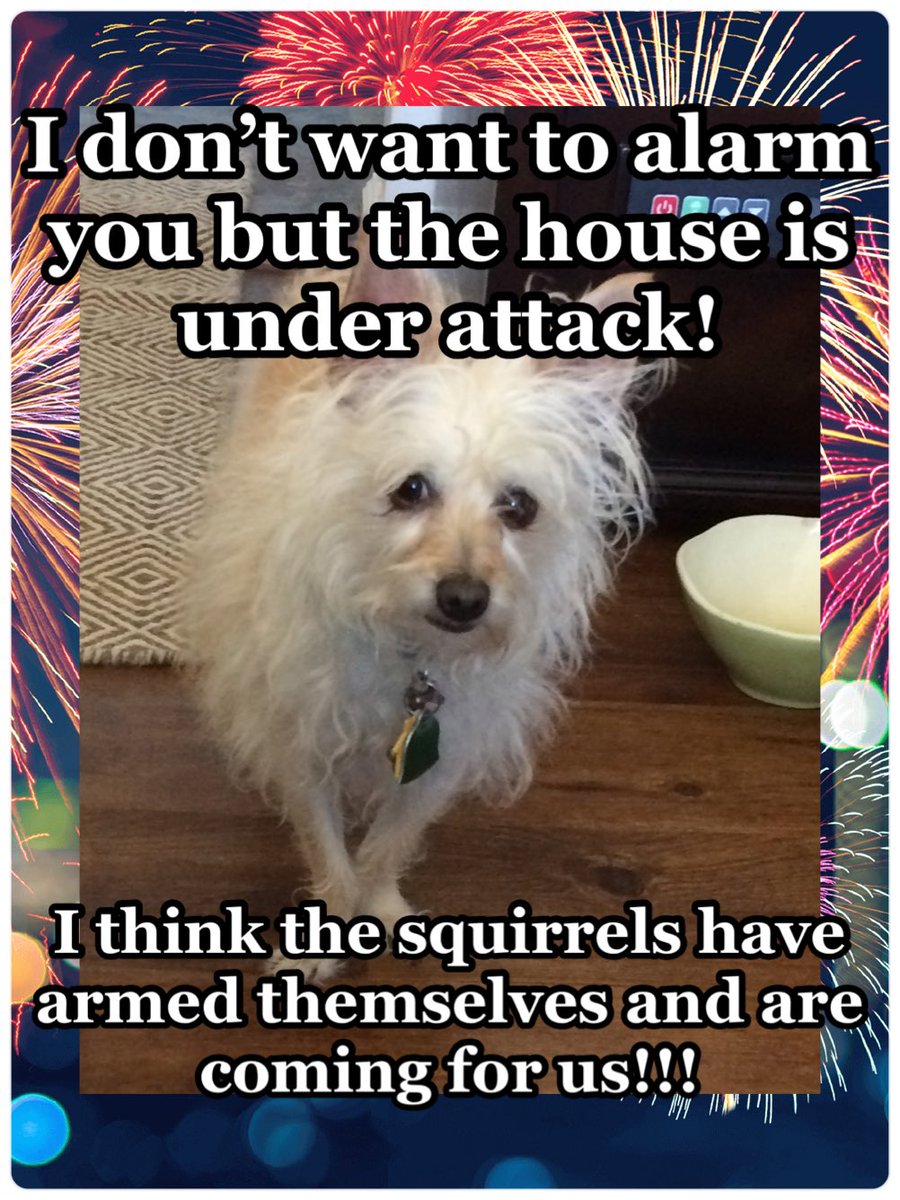 TinkWonderMut's tweet photo. Get my helmet! #doggy #dogs #doglife #dogsofinstagram #dogs_of_instagram #dogsofig #dog #doggie #doglover #doglove #doglovers #dogwalk  #funnymemes #funny #funnyshit #pet #pets #socute #dogsofinsta #doggy #doggie #dogmom #dogslife #dogoftheday #ilovedogs #dogscorner #doggy https://t.co/RX9bCsLzxc