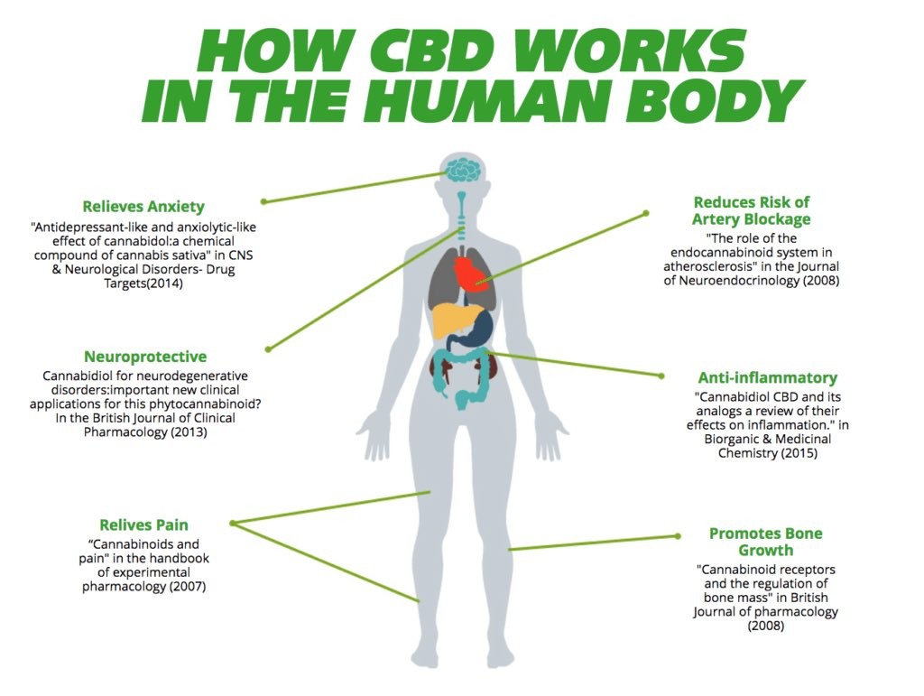 DemandCreate's tweet photo. CBD and your body.
#CBDworks https://t.co/URBwBFTldx