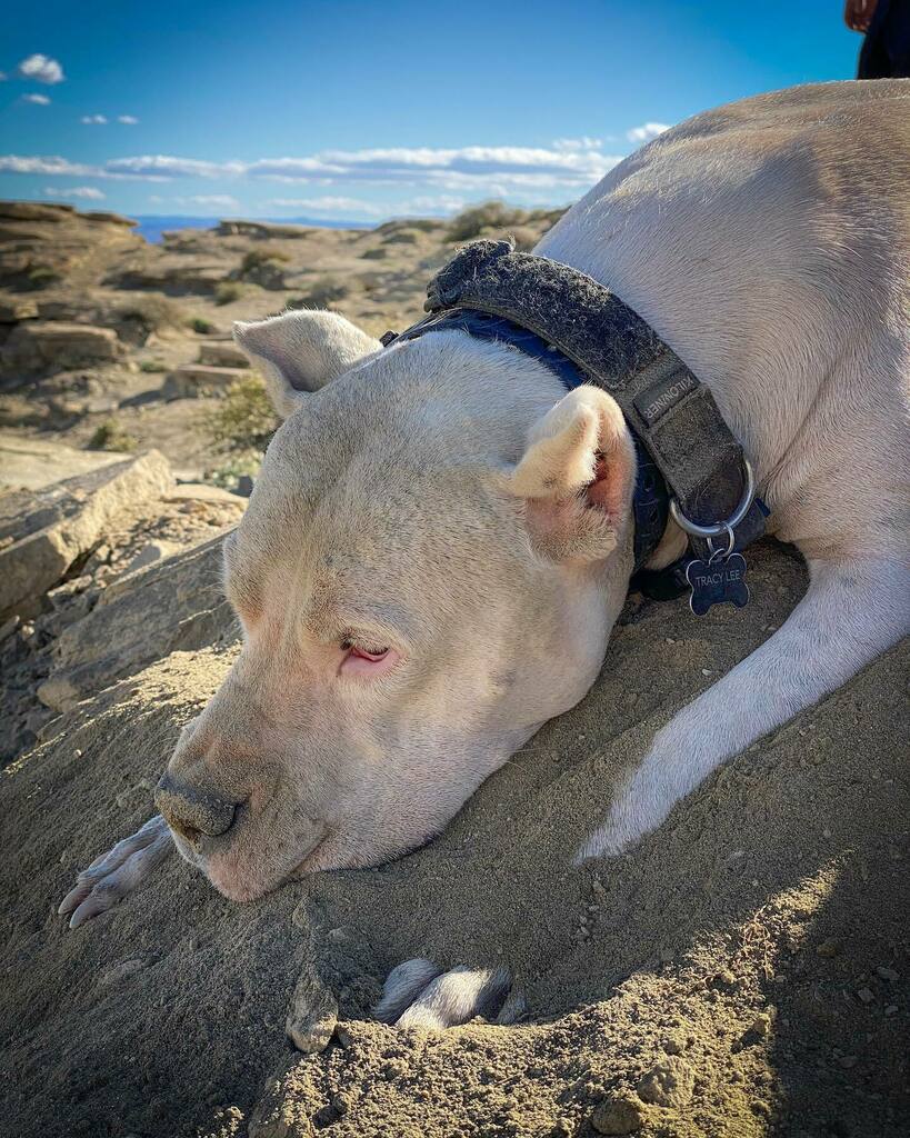 dogoasawa's tweet photo. My emo pup after digging herself a huge hole to stay cool in, lol 😂😂😂 does your furry friend dig massive holes??
Breeder: @delcaritasdogo
Collar: @kiloninerpets
.
.
.
.
.
#dogoargentinolove #dogoargentino #dogoargentinogram #dogoargentinoworld #dogo… https://t.co/1wY4kb6oqE https://t.co/lwWXnX4tN7