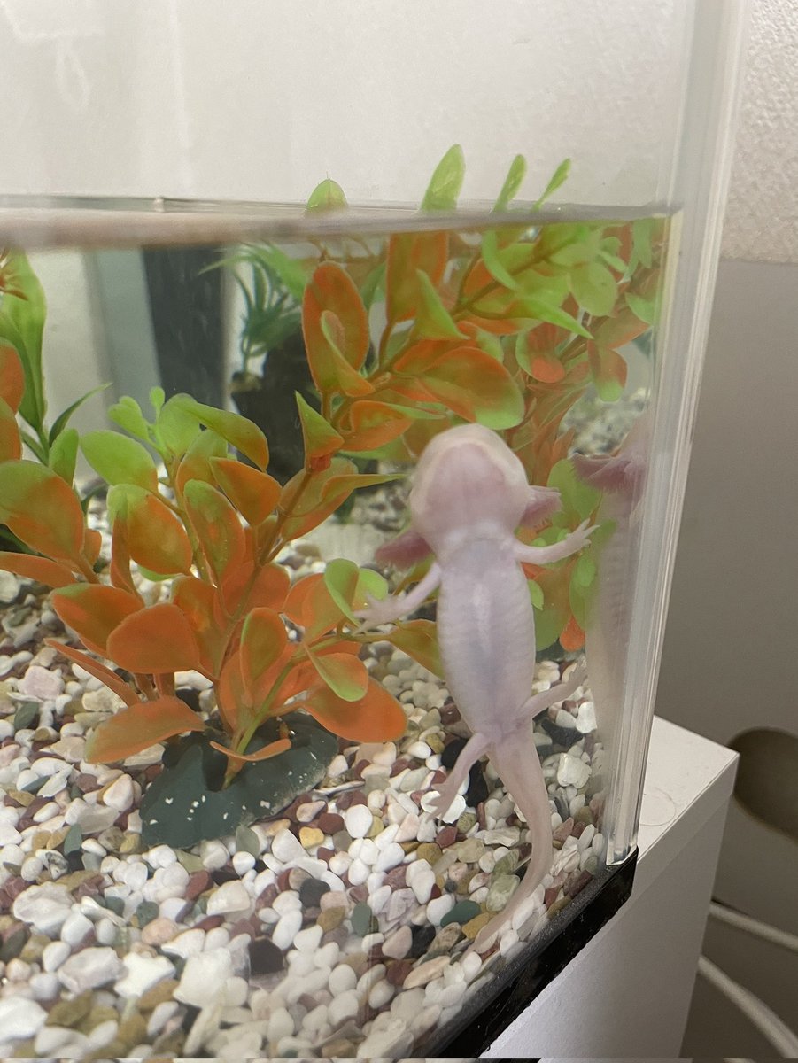masaniki0417's tweet photo. 娘がウーパールーパー飼い始めたw
名前は「からし」らしいですw https://t.co/EFIGP83ehF