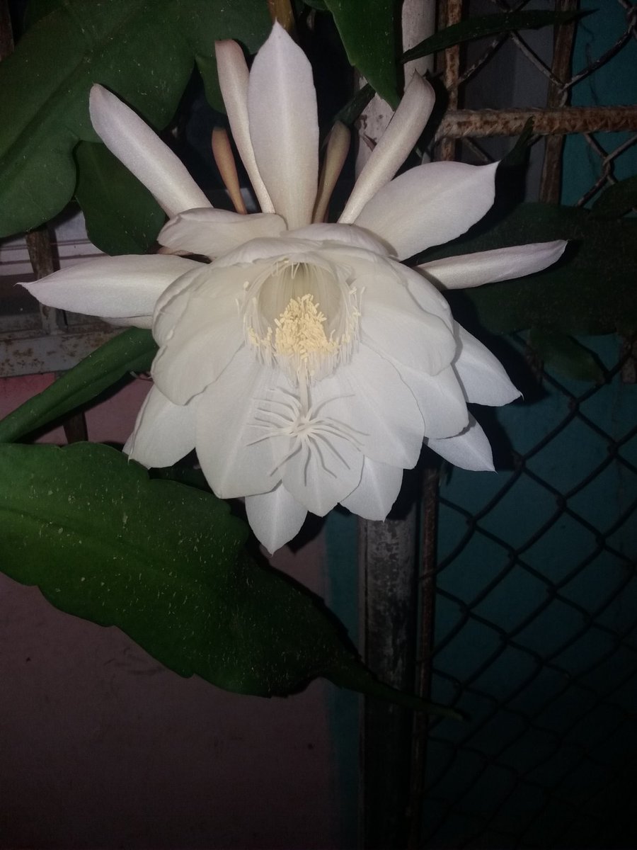 emidiodejesus's tweet photo. Buenas Noches , como se llama en tu País está flor ? https://t.co/9e1WqMeLak