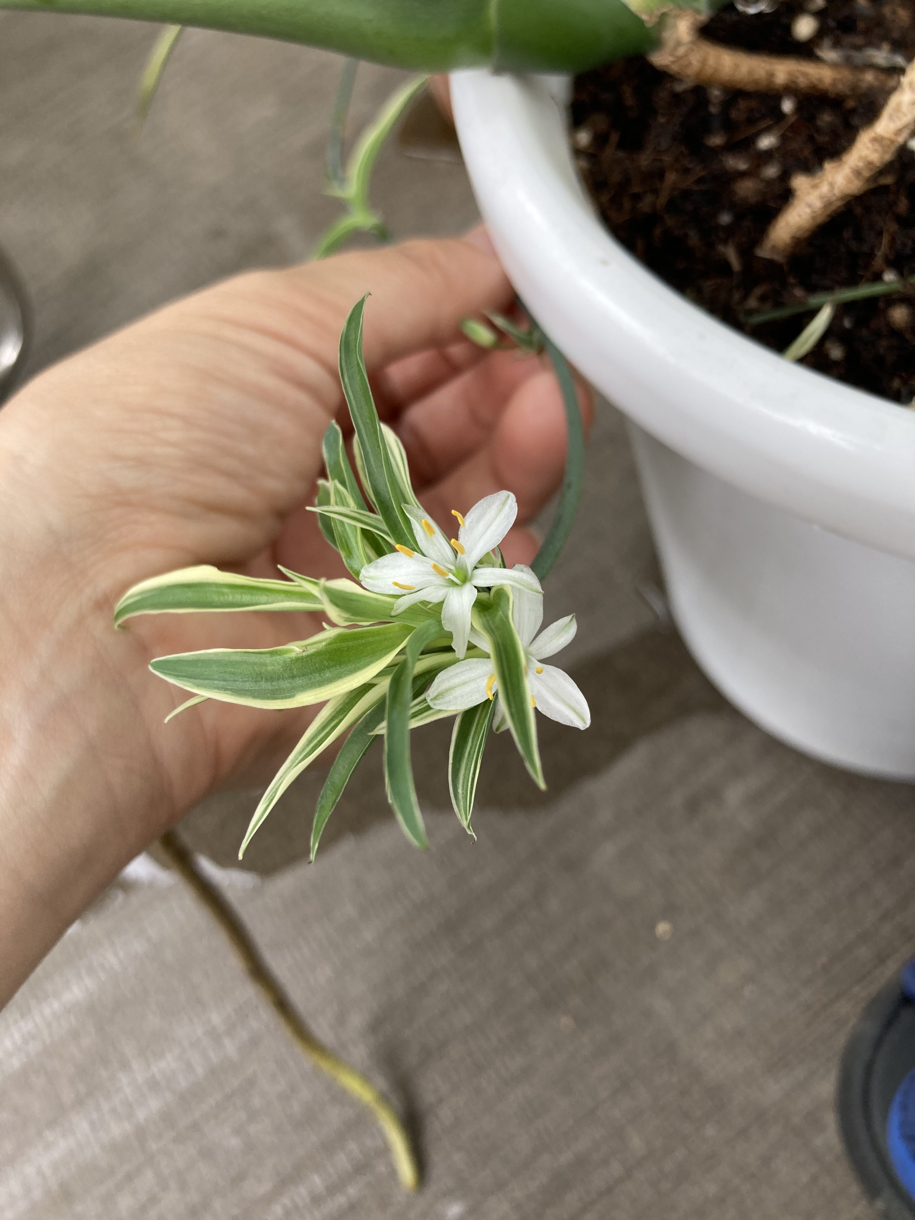 135 オリヅルランに花が咲いた にょーんと伸びた先っぽに蕾があるなあと二日前に気付いてたけど すぐ咲くんだねぇ 可愛い T Co Kg61p1rcpo Twitter