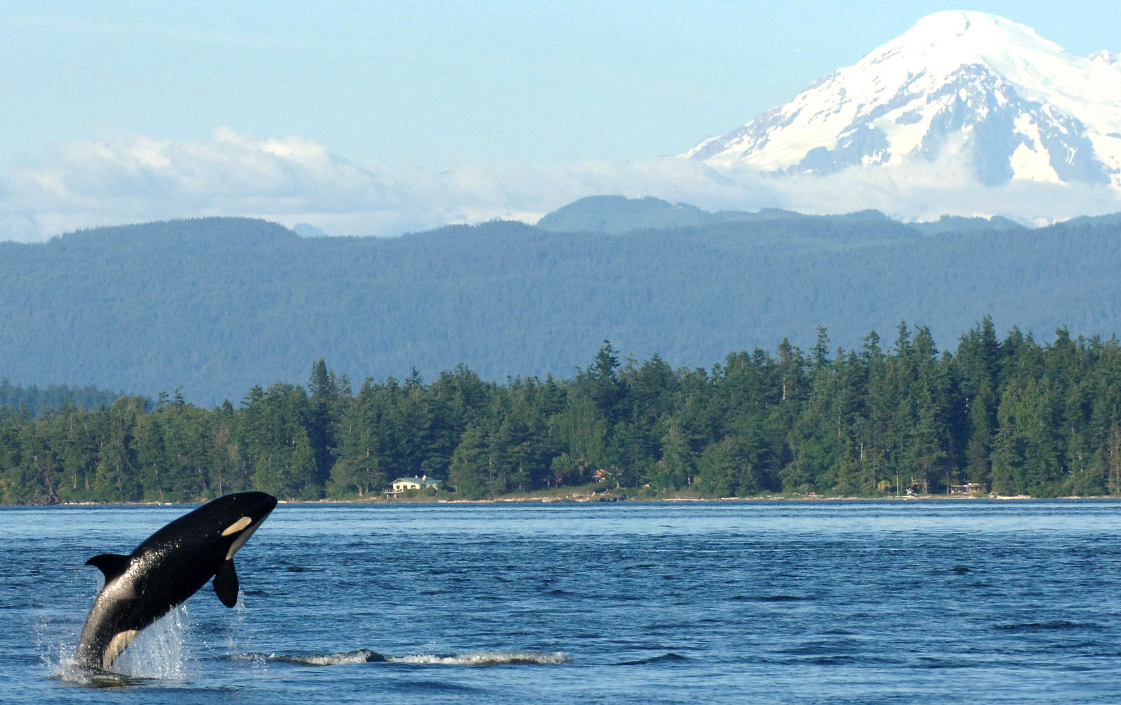 innatthemarket's tweet photo. #PugetSound is a haven for #whales, and they’re commonly seen between May and October. So now is a prime time to book a stay at Inn at the Market and enjoy one of our area’s most unique #summer activities—whale watching! https://t.co/pUinNMzVFs https://t.co/C8IHe5KoVt