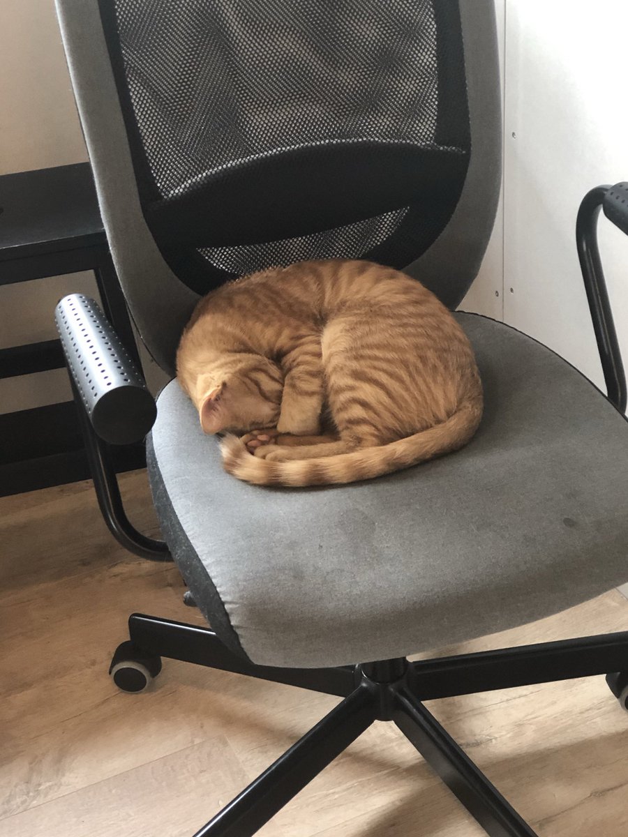 lividmoonlight's tweet photo. @sniffalt My kitty https://t.co/DU6fZnf4e4