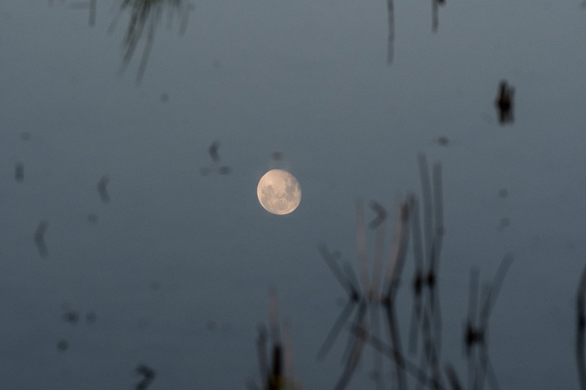 GN fam. Have a good night. 🛌🥱
Here is a pair of pics I took. One is the moon in the sky, one is the moon reflected. #nftcommunity
