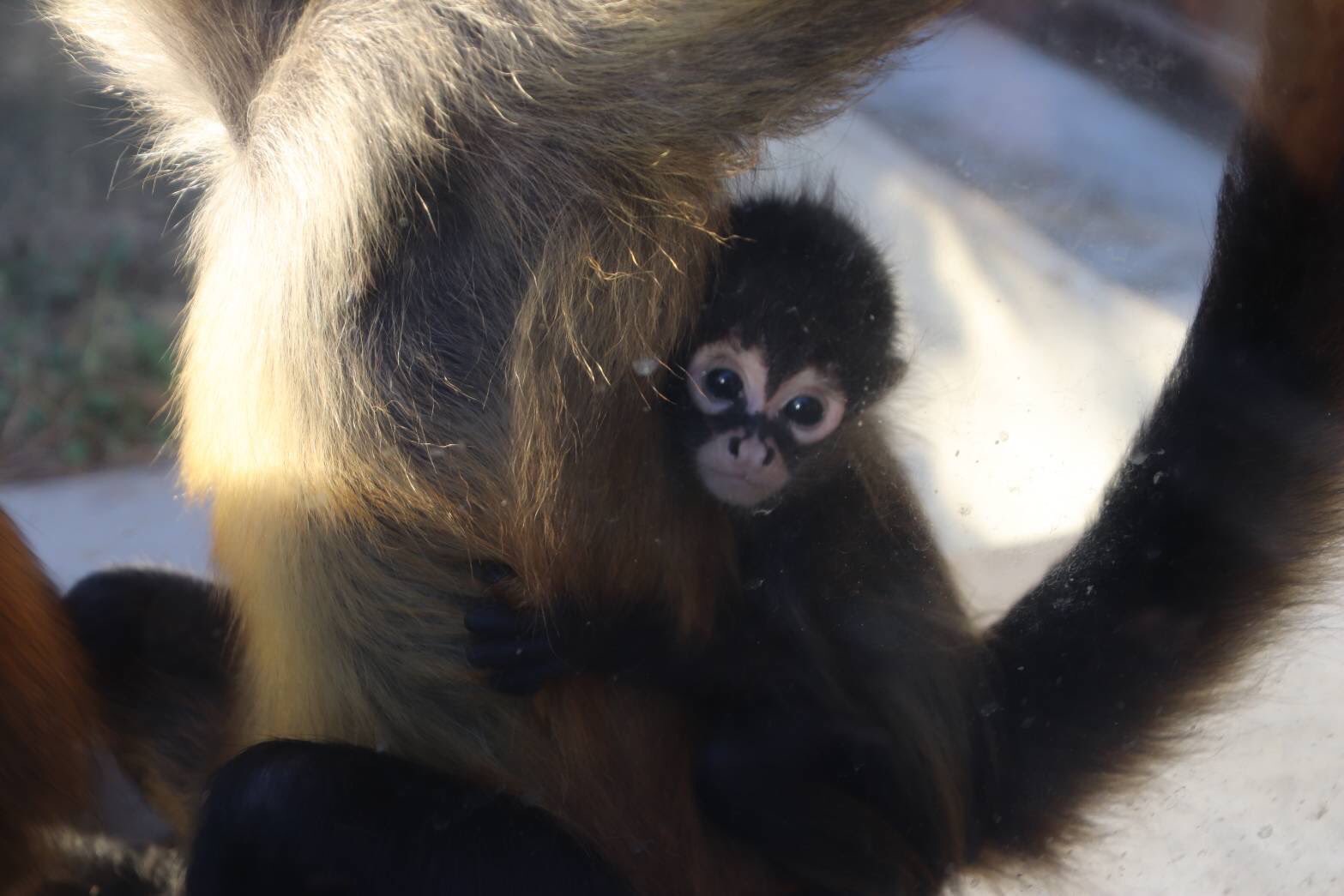東武動物公園 公式 リュウくん 1年経ちすっかり ミニ ジェフロイクモザルになりました こちら産まれて間もない頃のタカサキくん 東武動物公園 ジェフロイクモザル タカサキ T Co m2fu5otx Twitter