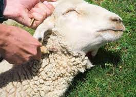 RestingUser2's tweet photo. #Headline Ahead of the Islamic festival of Eid ul-Adha this weekend, #SAMNET call for a just enforcement of Durban's animal sacrifice by-laws @Lotusfm #sabcnews https://t.co/PQD0neBnEZ